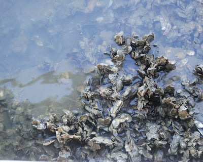 Charleston Oyster Farm Guided Tour With Tasting