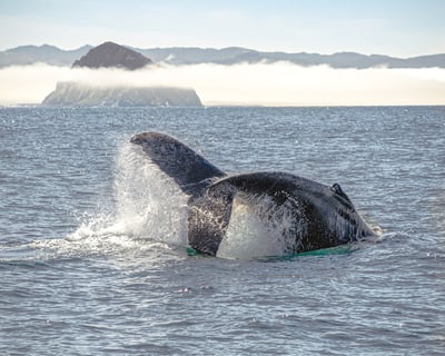 Morro Bay Whale Watching Cruise
