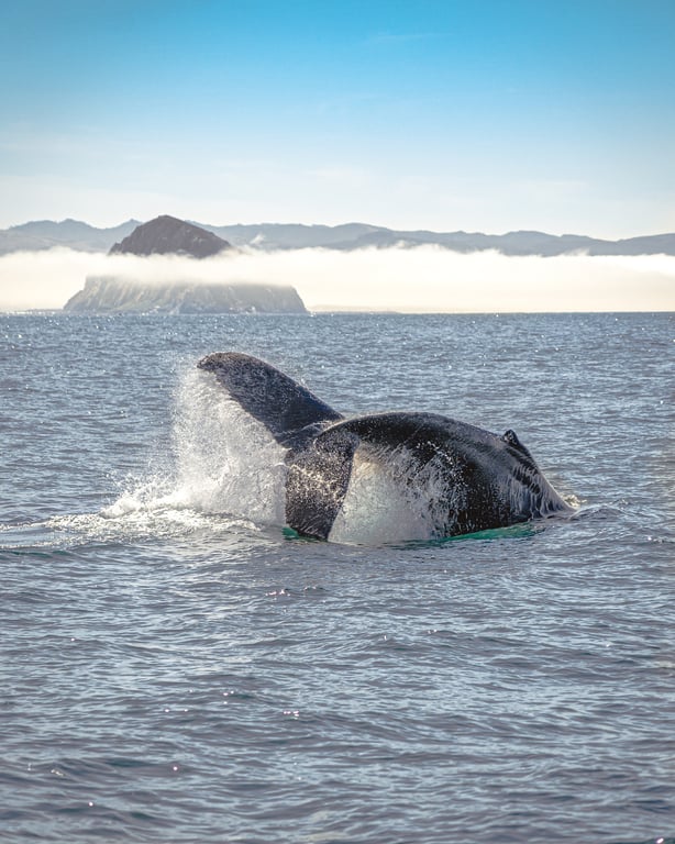 Morro Bay Whale Watching Cruise