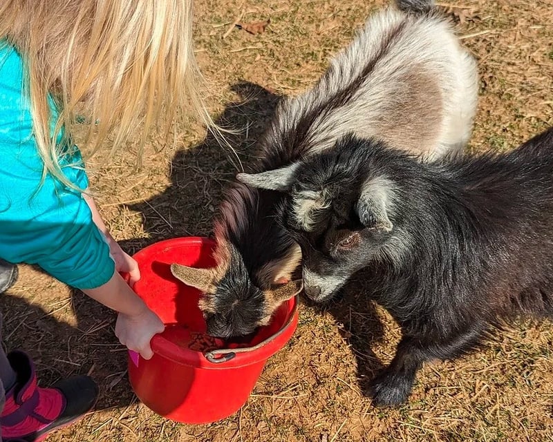 Alpaca Feeding & Animal Park Tour in Finksburg, MD