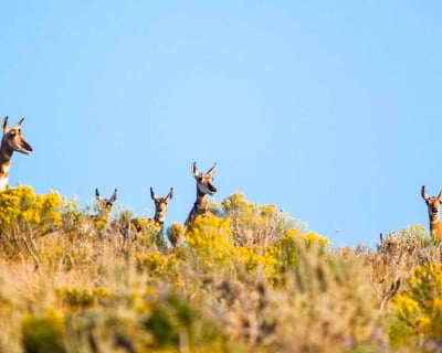 Explore Grand Teton 4-5 Hour Wildlife Safari