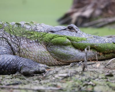 Grand Saline Exotic Animal Safari Park Admission