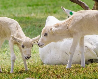 Explore 100+ Species at Salina's Rolling Hills Zoo