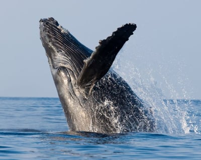 Spot Humpback Whales on 2-Hour Waikiki Cruise