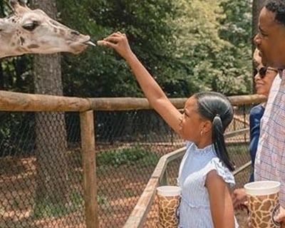 Pine Mountain Wild Animal Safari: 75+ Species Drive & Walk