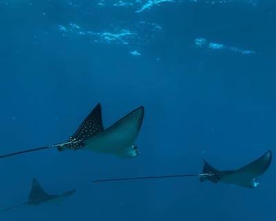 Maui Snorkel & Picnic Tour