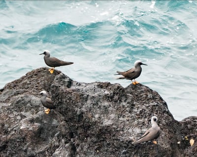 Maui Road to Hāna Birdwatching Guided Tour