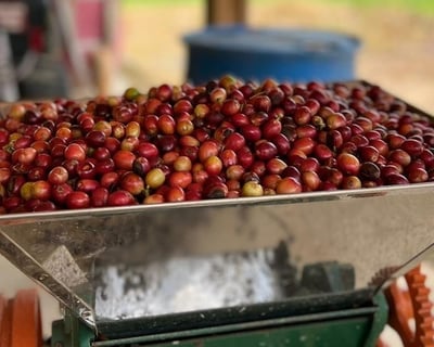 Harvest Season Coffee Farm Tour in Utuado