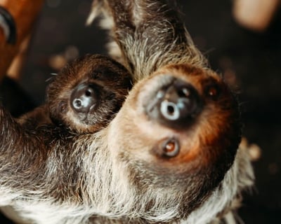20-Minute Sloth Encounter in Bonham