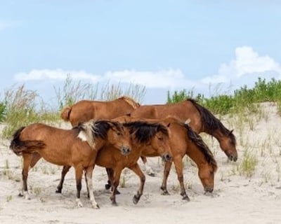Ocean City Private Catamaran Fishing Charter