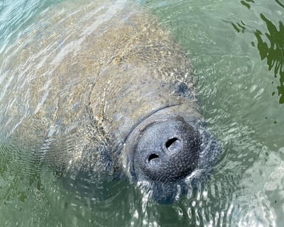 Fort Myers Beach 4-Hour Wildlife Cruise