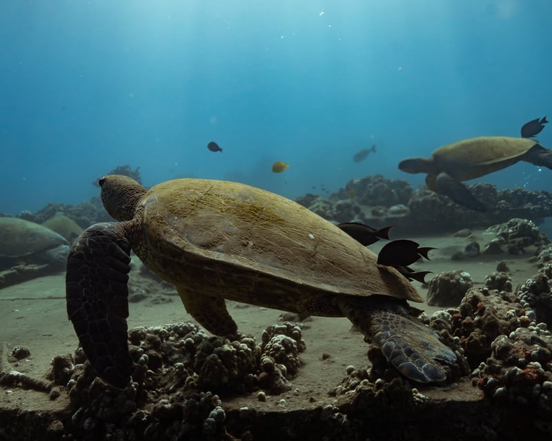 Turtle Cleaning Station Snorkel Tour in Olowalu, Maui