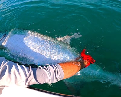 Edgewater Tarpon Fishing Charter