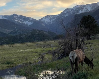 Winter Guided Tour of Rocky Mountain National Park