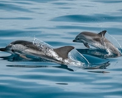 Panama City Beach Dolphin Cruise