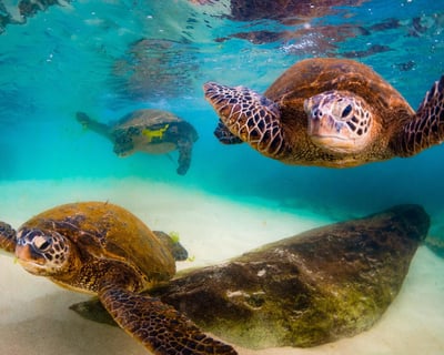 2-Hour Guided Shore Snorkel Tour in Poipu