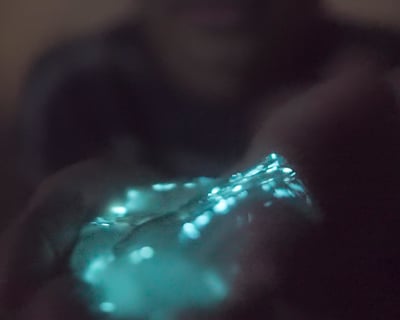 Comb Jelly Bioluminescence Kayak Tour