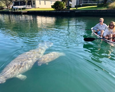 Private Manatee Season Clear Kayak Tour in Crystal River