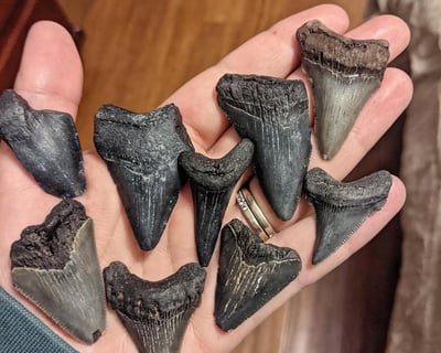 2.5-Hour Shelling & Nature Cruise to Morris Island