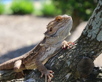 Private Reptile & Amphibian Meet & Greet in Kemah