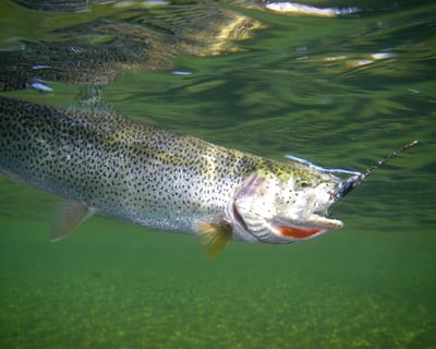 Salmon & Trout Stream Fishing in Hoonah