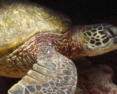 Sunset Boat & 2-Tank Night Dive Off Waianae