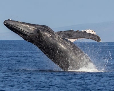 West Maui Half Day Snorkel Adventure
