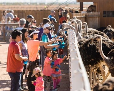 Picacho Farm Visit: Feed Ostriches & Farm Animals
