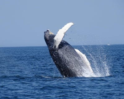 Striped Bass & Bluefish Fishing & Whale Watching Charter