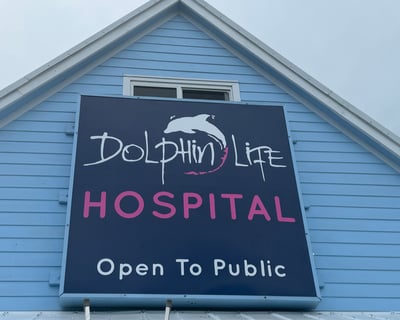 Islamorada Dolphin Rescue Guided Tour
