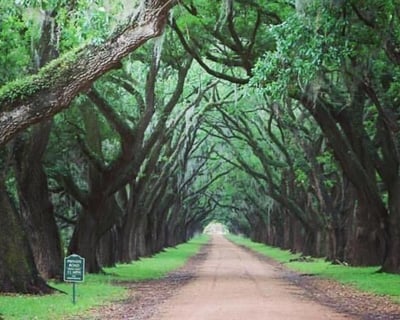 Whitney Plantation Self-Guided Audio Tour With Transport