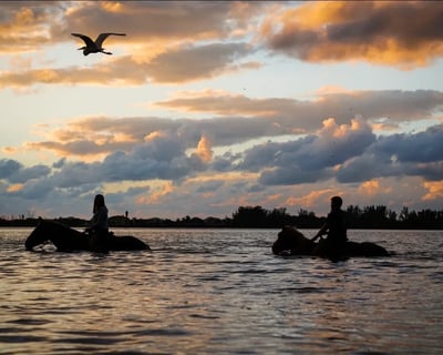 Sunset Horseback Ride in Palma Sola Bay