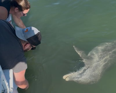Manasota Key Dolphin & Wildlife Cruise