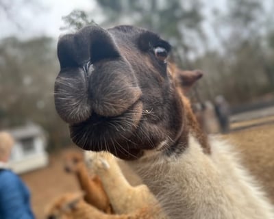 Explore New London Farm Animal Tour & Trail Ride