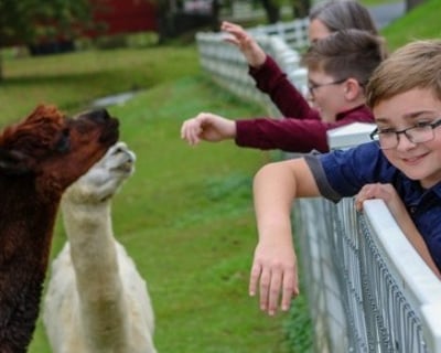 45-Minute Farm Animal Tour in Lancaster