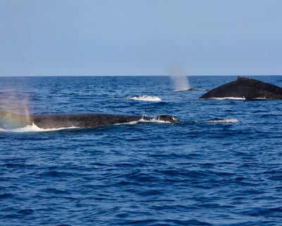 Whale Watching Tour on a 24' Zodiac in Kailua-Kona