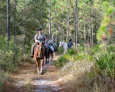 Guided 1-Hour Horseback Trail Ride in Goethe State Forest