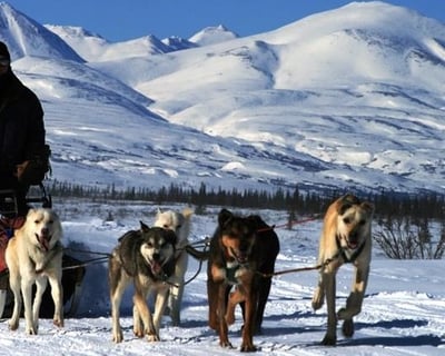 Fairbanks Dog Mushing Tour