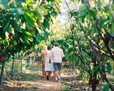 Cacao Farm Tour & Treehouse Lunch
