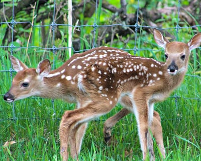 Zoo & Western Town Admission in Hayward, WI