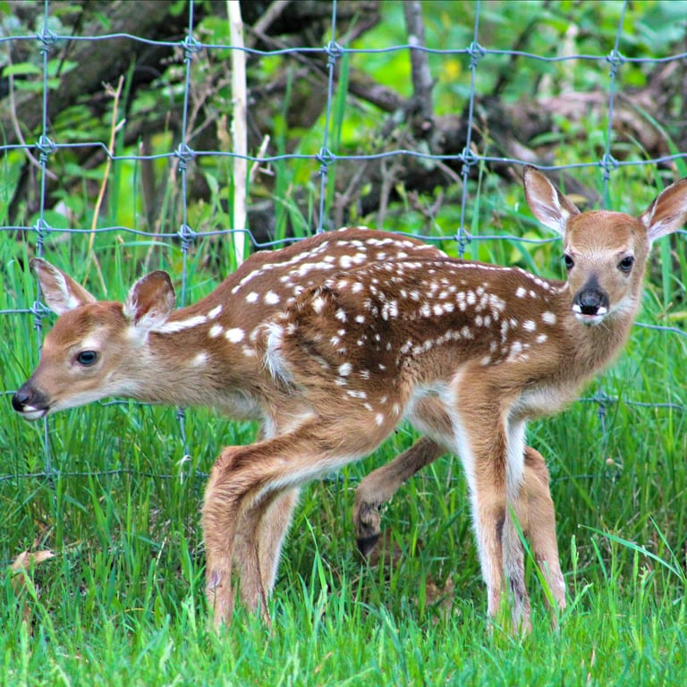 Zoo & Western Town Admission in Hayward, WI