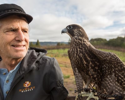 Healdsburg Falconry & Wine Tasting