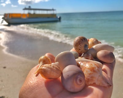 The 11 Best Shelling Beaches Gulf Coast Florida for Families in 2026