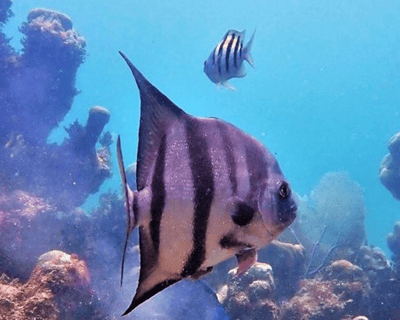 Private Snorkeling Charter in Islamorada