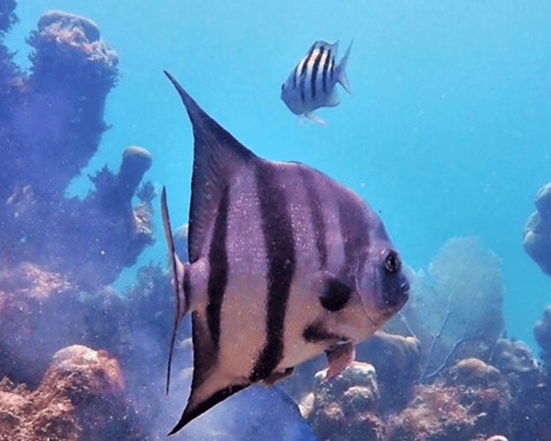 Private Snorkeling Charter in Islamorada
