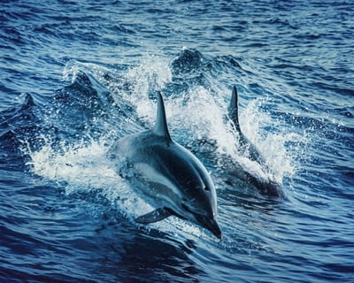 Dolphin Snorkeling Tour in Naples