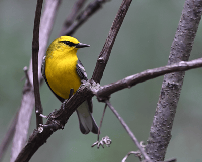 2-Hour Guided Birding Walk in Grayson, KY