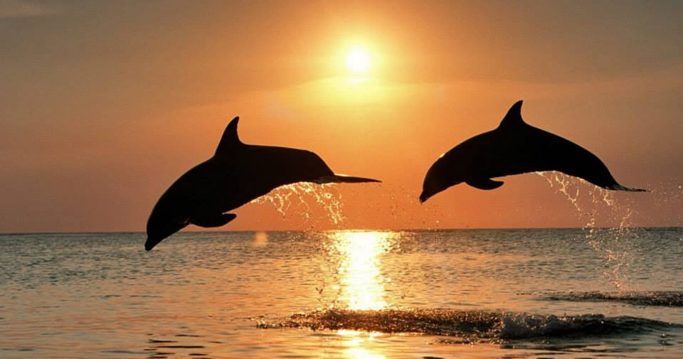 Dolphin Watching Sunset Cruise in Siesta Key