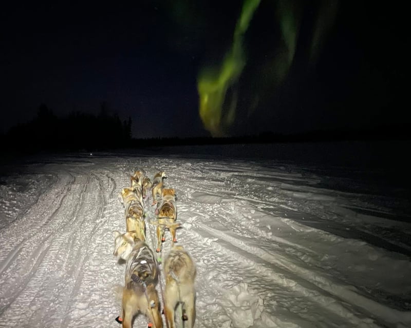 Dog Sledding on Historic Mail Trails Near Fairbanks