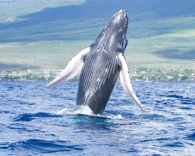 Maalaea Harbor Whale Watching Cruise